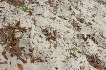 leaves on sand