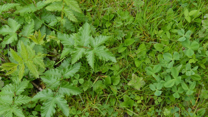 Early spring in the garden. In early spring, young green grass grows on moist soil. Young grass in the ground outdoors. View from above.