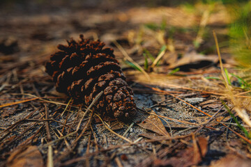 pine cone on the ground