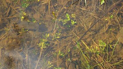 Natural texture of spring wet land with rotten grass in a puddle under water