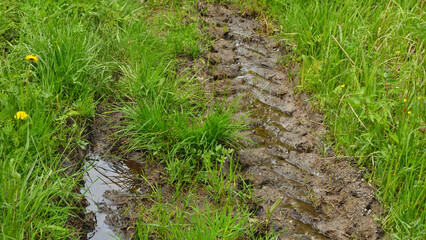Muddy swampy road, flooded with water among the green grass in early spring.