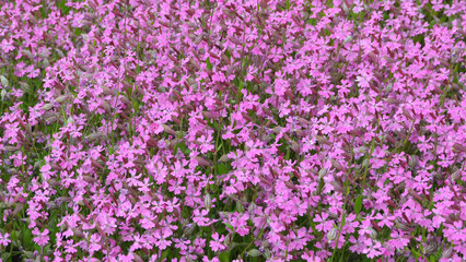 Pink small flowers background or backdrop abstract. Pastel Banner