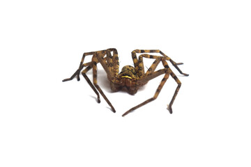 spider isolated