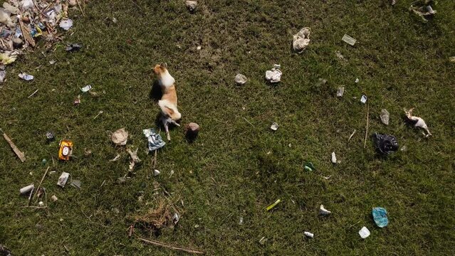 Aerial top down of a lonely stray dog play alone in polluted green meadow with plastic waste pollution trash desolate suburban area