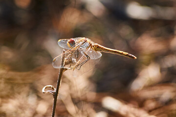 A shallow focus shot of a dragonfly resting on a twig