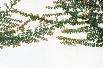 Ivy leaves on a white background, white brick wall, texture. Macfadyena unguis cati.