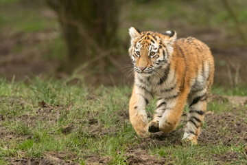 Cute Amur or Siberian tiger cub (Panthera tigris tigris) running. Adorable baby zoo animal. 