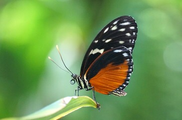 Obraz na płótnie Canvas Beautiful orange and black butterfly on top of a leaf