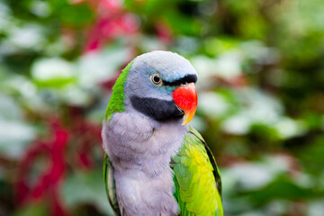 Medium selective focus view of the green eclectus parrot subspecies with blue-lavender chest and face against vegetation in soft focus
