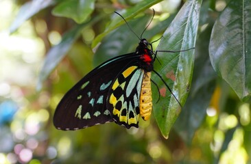 Beautiful yellow and light green Malachite butterfly