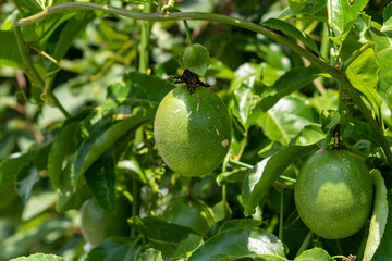 Trees bear a Passion fruit are in Saga prefecture, JAPAN. 