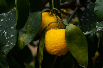 Bear a citrona small citrus fruit - Citrus junos - in snowing in Fukuoka city, JAPAN. Japanese name of this Citrus is Yuzu.