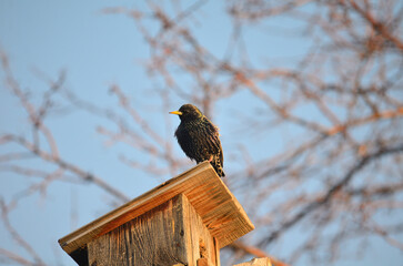 Starling chick on a birdhouse in the Omsk region Russia