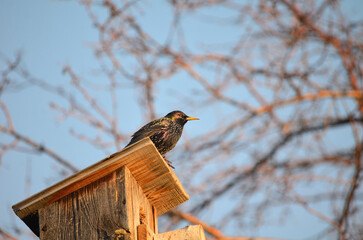 Starling chick on a birdhouse in the Omsk region Russia