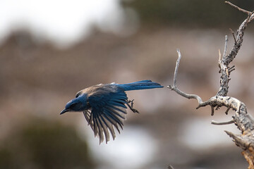 Western Scrub Jay in New Mexico