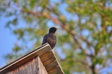Starling on a birdhouse in the Omsk region Russia