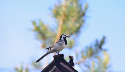 A wagtail with insects in its beak to feed its chicks. Omsk region Russia