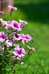 Petunia Opera crimson veins in the Siberian garden