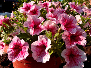 Petunia Opera crimson veins in the Siberian garden