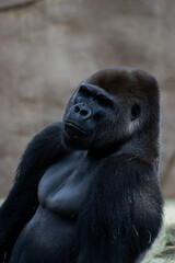 View of a Calm and Peace on Western Lowland Gorillas Face in Captivity at the San Diego Zoo Safari Park in San Diego, California, United States.