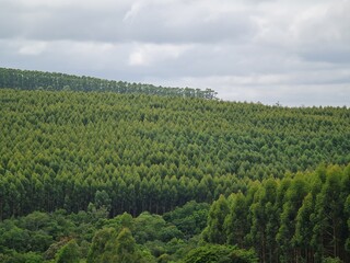 Fototapeta premium plantio de eucaliptus