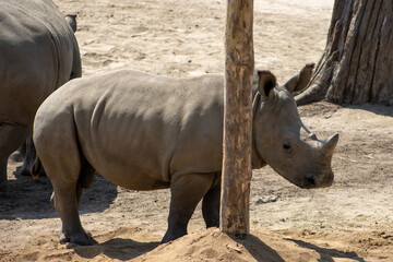 The Javan rhinoceros (Rhinoceros sondaicus),Wildlife Safari, Oregon, USA. Also known as the Sunda rhinoceros or lesser one-horned rhinoceros, is a very rare member of the family 