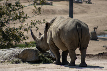 The Javan rhinoceros (Rhinoceros sondaicus),Wildlife Safari, Oregon, USA. Also known as the Sunda...