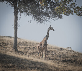 Giraffe Eatting Acacia Tree Leafs On a hot Summers Day, Wildlife Safari, Oregon, USA
