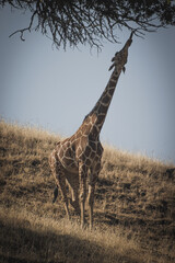 Giraffe Eatting Acacia Tree Leafs On a hot Summers Day, Wildlife Safari, Oregon, USA