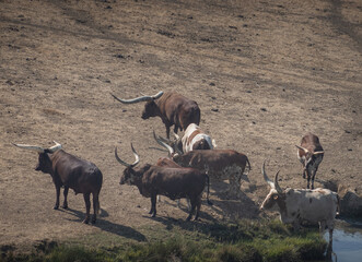 Watusi cattle is the bull with the longest horns in the world, Wildlife Safari, Oregon, USA
