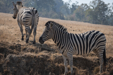 Zebras standing in a field close to each other, Wildlife Safari, Oregon, USA