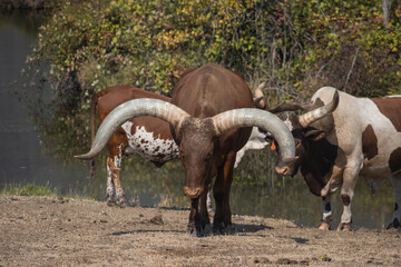 Watusi cattle is the bull with the longest horns in the world, Wildlife Safari, Oregon, USA
