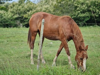 Fototapeta premium cavalos