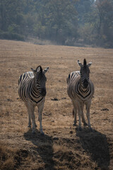 Zebras standing in a field close to each other, Wildlife Safari, Oregon, USA