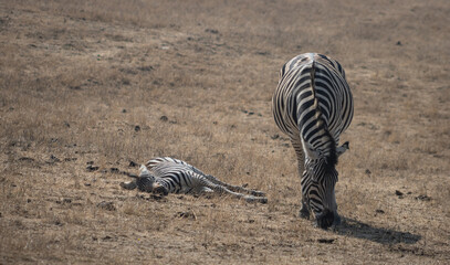 Fototapeta na wymiar A female zebra and her dead (sleep) baby zebra in Wildlife Safari, Oregon, USA