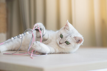 Cute cat playing toy on wood table