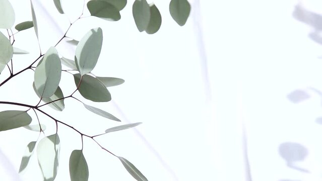 白いファブリックと植物の影が風で揺れる明るい背景

