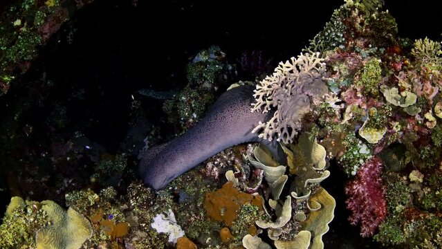 Giant Morey Eel hunting at night at the Liberty ship wreck. Underwater world of Tulamben, Bali, Indonesia.
