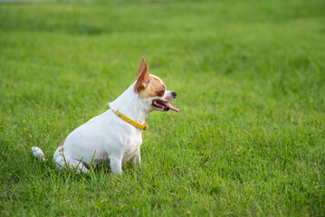 Short hair Chihuahua dog sitting on green grass