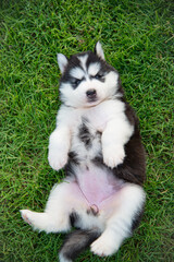 Fototapeta premium Siberian husky puppy lying on its back on green grass