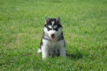 Cute puppy siberian husky sitting on grass