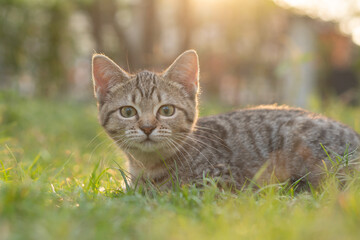 Naklejka na ściany i meble Kitten Lying On Grass Under Sunlight
