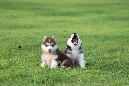 Two siberian husky puppies sitting on green grass