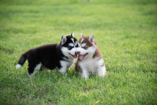 Two siberian husky puppies sitting on green grass