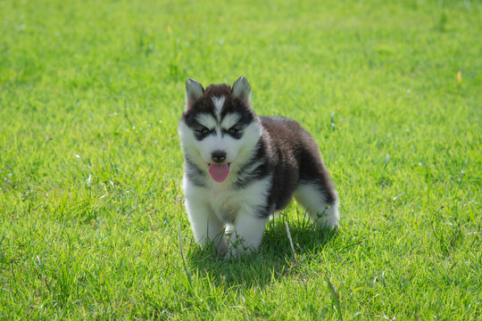 Cute puppy siberian husky standing on grass