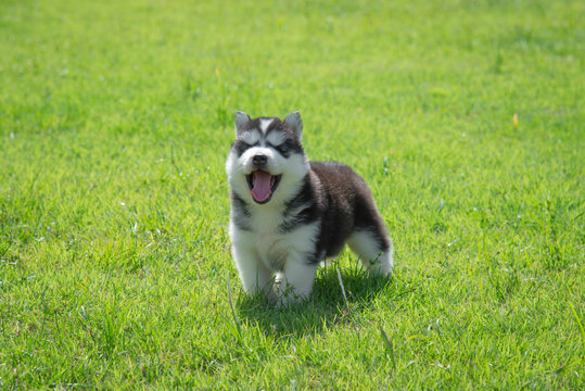 Cute puppy siberian husky standing on grass