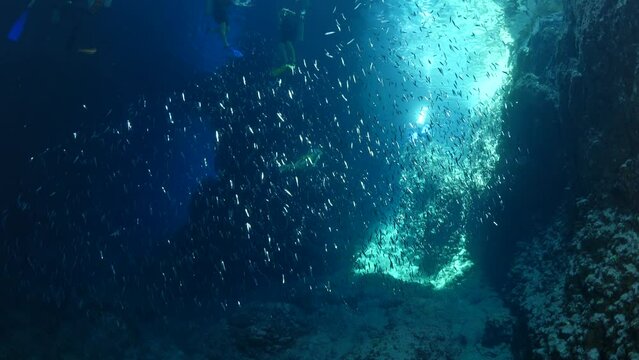 school of shiny fish in cave underwater silversides with scuba divers ocean scenery