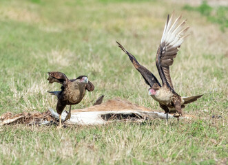 A crested caracara scares off another while guarding its roadkill meal.  