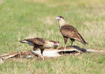 A pair of crested caracaras hang around a dead deer killed by a car north of alligator alley off I-75 in south Florida 