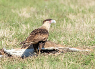 A crested caracara guards a dead white-tailed deer that was struck by a car. 